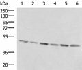 RHAG Polyclonal Antibody – Figure 1 of 4