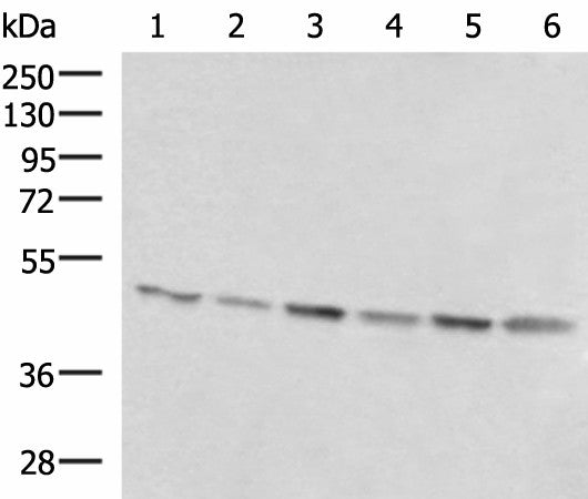 RHAG Polyclonal Antibody – Figure 1 of 4