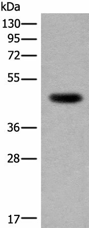 CDKL4 Polyclonal Antibody – Figure 1 of 4