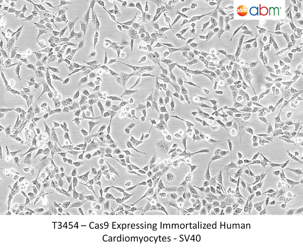 Cas9 Expressing Immortalized Human Cardiomyocytes - SV40 | Applied Biological Materials (abm)