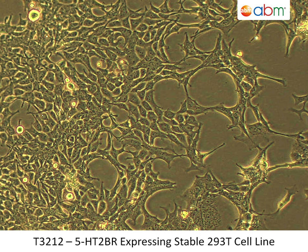 5-HT2BR Expressing Stable 293T Cell Line | Applied Biological Materials (abm)