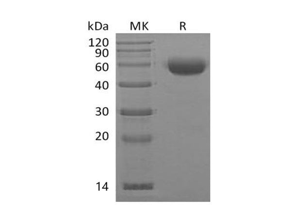 Recombinant Mouse Interleukin-22/IL-22 Protein (mFc Tag) – Figure 1 of 2