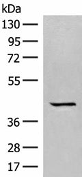 GPR62 Polyclonal Antibody – Figure 1 of 3