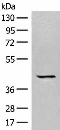 GPR62 Polyclonal Antibody – Figure 1 of 3