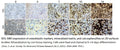 Immortalized Mouse Osteocytic Cells - Conditionally (IDG-SW3) | Applied Biological Materials (abm)