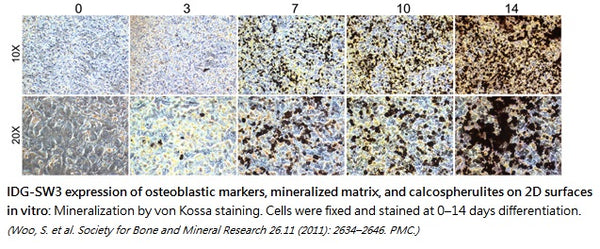 Immortalized Mouse Osteocytic Cells - Conditionally (IDG-SW3) | Applied Biological Materials (abm)