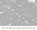 Immortalized Human Conjunctival Epithelial Cells - SV40 | Applied Biological Materials (abm)