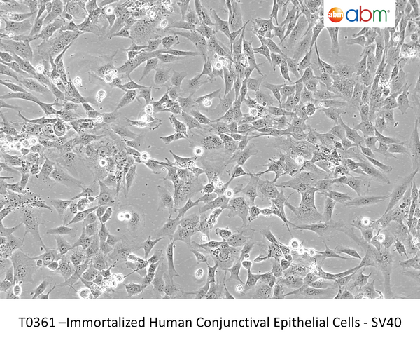 Immortalized Human Conjunctival Epithelial Cells - SV40 | Applied Biological Materials (abm)