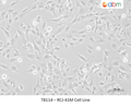 RCJ-41M Cell Line – Figure 1 of 1