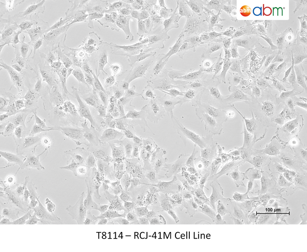 RCJ-41M Cell Line – Figure 1 of 1