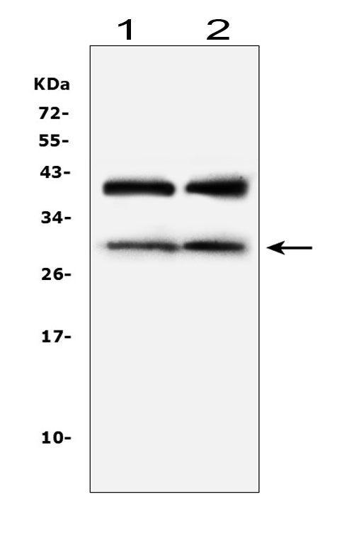 Anti-IGFBP1 Antibody Picoband®