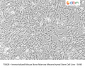 Immortalized Mouse Bone Marrow Mesenchymal Stem Cell Line - SV40 – Figure 1 of 1