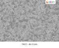 BV-2 Cells – Figure 1 of 1