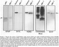 Immortalized Rat Retinal Müller Cells (rMC-1) – Figure 1 of 1
