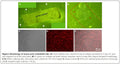 Immortalized Mouse WildType Aortic Endothelial Cells (iMAEC-WT) | Applied Biological Materials (abm)