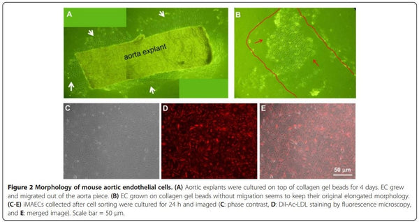 Immortalized Mouse WildType Aortic Endothelial Cells (iMAEC-WT) | Applied Biological Materials (abm)