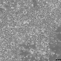 IMR-32 cell