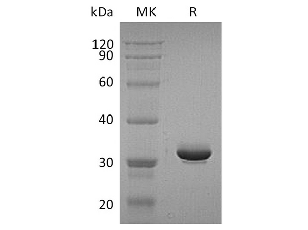 Recombinant Human IgG4-Fc Protein (aa 99-326) – Figure 1 of 2