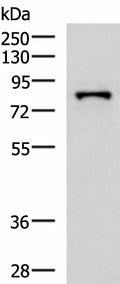 PRPF3 Polyclonal Antibody – Figure 1 of 4