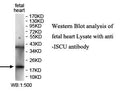 Anti-ISCU Antibody – Figure 1 of 1