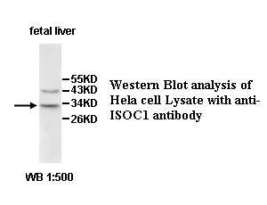 Anti-ISOC1 Antibody – Figure 1 of 1