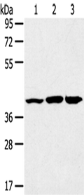 JNK2 Polyclonal Antibody – Figure 1 of 4