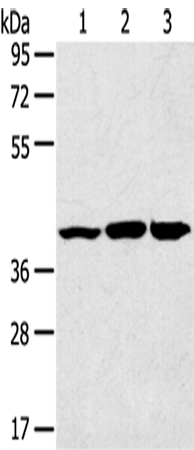JNK2 Polyclonal Antibody – Figure 1 of 4