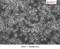 SW480 Cells | Applied Biological Materials (abm)