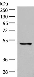 GPR152 Polyclonal Antibody – Figure 1 of 3