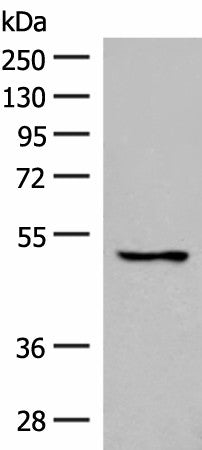 GPR152 Polyclonal Antibody – Figure 1 of 3