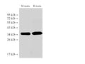 LDHC Polyclonal Antibody – Figure 1 of 2