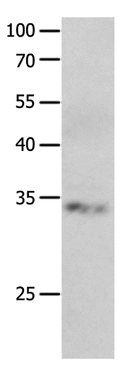 RBFOX3 Polyclonal Antibody – Figure 1 of 3