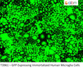 GFP Stably Expressing Immortalized Human Microglia Cell Line | Applied Biological Materials (abm)