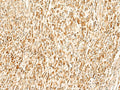 SMUG1 Polyclonal Antibody – Figure 1 of 2