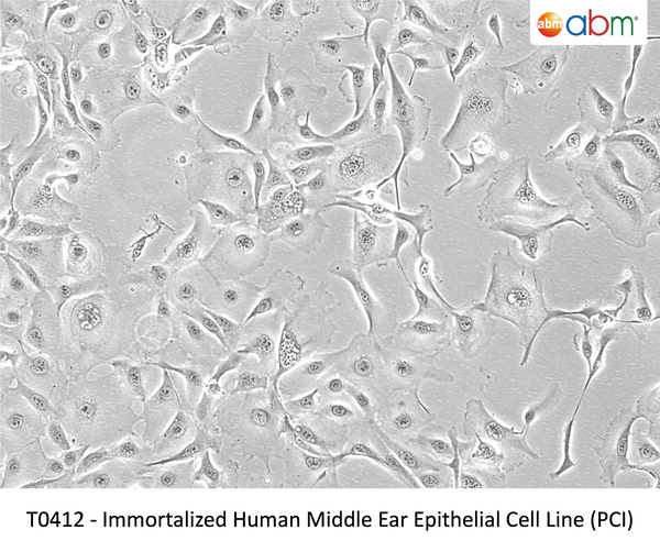 Immortalized Human Middle Ear Epithelial Cell Line (PCI) – Figure 1 of 1