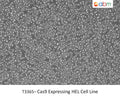 Cas9 Expressing HEL Cell Line | Applied Biological Materials (abm)