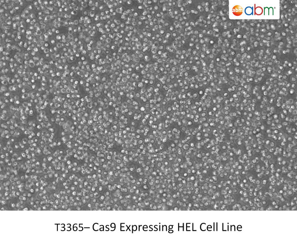 Cas9 Expressing HEL Cell Line | Applied Biological Materials (abm)