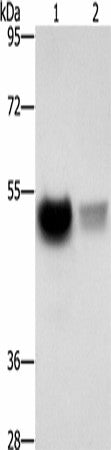 CREBZF Polyclonal Antibody – Figure 1 of 3
