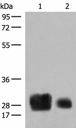 HLA-DRB1 Polyclonal Antibody – Figure 1 of 4