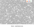 AMCPAC04 Cells – Figure 1 of 1