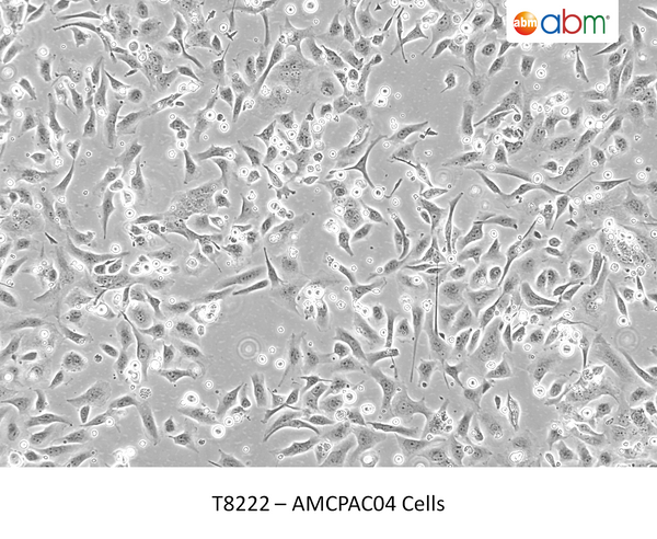 AMCPAC04 Cells – Figure 1 of 1