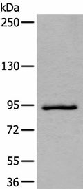 ZBTB10 Polyclonal Antibody – Figure 1 of 4
