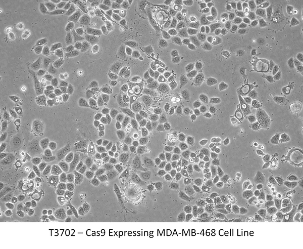 Cas9 Expressing MDA-MB-468 Cell Line | Applied Biological Materials (abm)