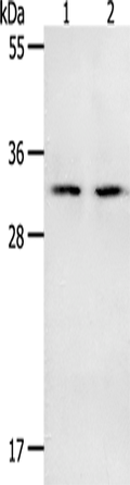 NME6 Polyclonal Antibody – Figure 1 of 2