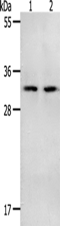 NME6 Polyclonal Antibody – Figure 1 of 2