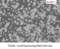 Cas9 Expressing K562 Cell Line | Applied Biological Materials (abm)