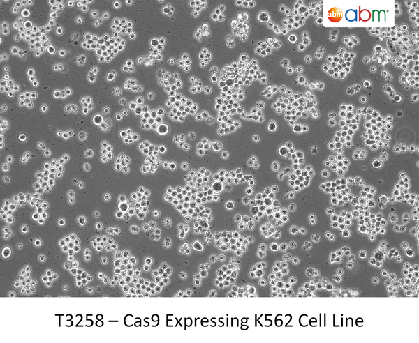 Cas9 Expressing K562 Cell Line | Applied Biological Materials (abm)