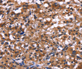 IL1A Polyclonal Antibody – Figure 1 of 3