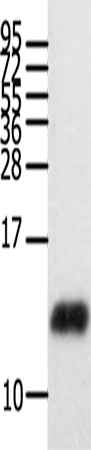 CCL28 Polyclonal Antibody – Figure 1 of 2