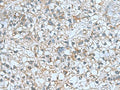 CNTN4 Polyclonal Antibody – Figure 1 of 2